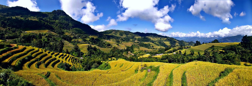 Ruộng bậc thang mùa lúa chín ở Tả Sử Choóng, huyện Hoàng Su Phì (Hà Giang). (Ảnh: Nguyễn Chiến/TTXVN)