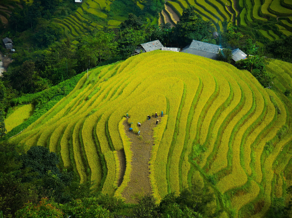 Ruộng lúa bậc thang ở xã Bản Luốc, huyện Hoàng Su Phì (Hà Giang). (Ảnh: Nguyễn Chiến/TTXVN)