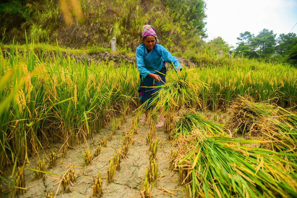 Người dân xã Nậm Dịch, huyện Hoàng Su Phì (Hà Giang) thu hoạch lúa. (Ảnh: Nguyễn Chiến/TTXVN)