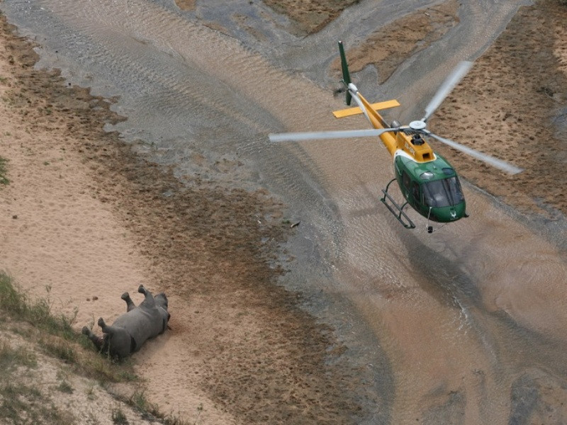 Một trong 758 cá thể tê giác bị giết hại lấy sừng tại Vườn quốc gia Kruger ở Nam Phi. (Ảnh: ENV cung cấp)