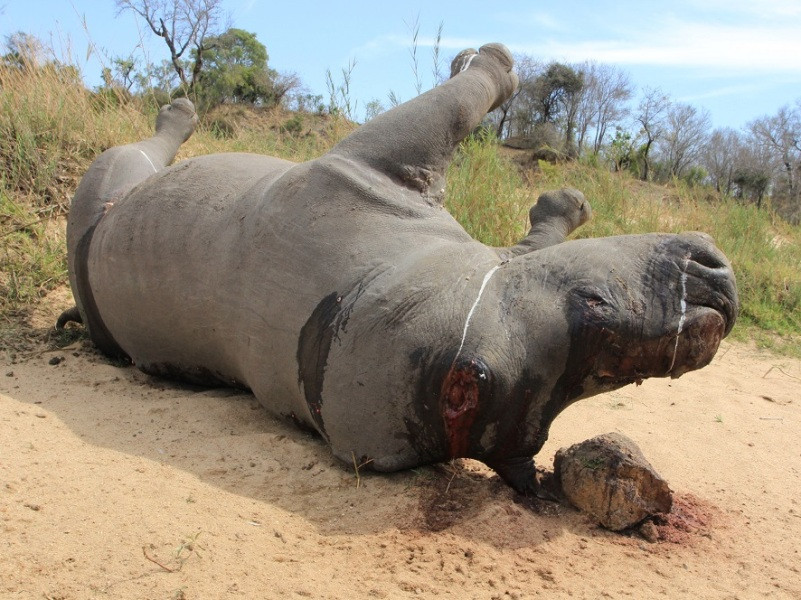 Sau khi bị giết hại lấy sừng, xác tê giác nằm lăn lóc chờ phân hủy. (Ảnh: ENV cung cấp)