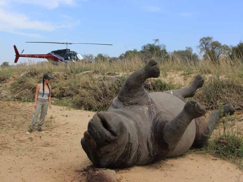 Ca sỹ Hồng Nhung tại hiện trường cá thể tê giác bị giết hại ở Nam Phi. (Ảnh: ENV cung cấp)