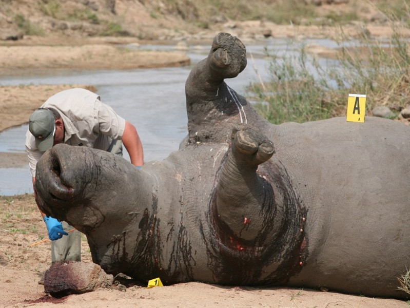Một cá thể tê giác "khổng lồ" bị giết hại tàn nhẫn để lấy sừng.(Ảnh: ENV cung cấp) Theo thống kê của các cơ quan bảo tồn, trong 40 năm qua, lượng tê giác trên thế giới đã giảm tới 95%. Chỉ tính riêng Nam Phi, trong Tám tháng đầu năm 2014 đã có ít nhất 695 cá thể tê giác bị giết hại để lấy sừng. Cho đến nay, nạn thảm sát tê giác tại Nam Phi vẫn không có chiều hướng suy giảm, mà thậm chí còn khốc liệt hơn. Theo nhận định của Trung tâm Giáo dục Thiên nhiên, nếu tình trạng giết hại tê giác không được ngăn chặn kịp thời thì chỉ trong 6 năm nữa, các cá thể tê giác trên thế giới sẽ biến mất. Dưới đây là một số hình ảnh tê giác bị giết hại tại Nam Phi: