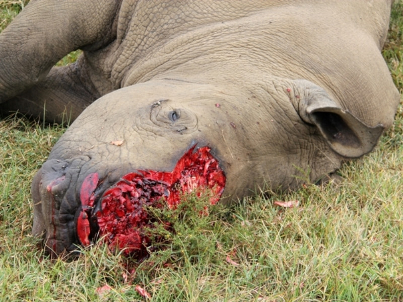 Một cá thể tê giác bị giết hại để lấy sừng. (Ảnh: ENV cung cấp)