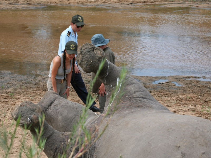 Những cá thể tê giác nặng tới hàng tấn dễ dàng bị giết hại ở Nam Phi. (Ảnh: ENV cung cấp)