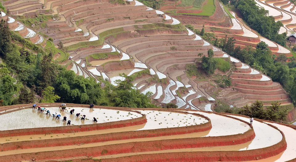 Nước có đến đâu người dân tranh thủ gieo cấy đến đó. (Ảnh: Thanh Hà/TTXVN)