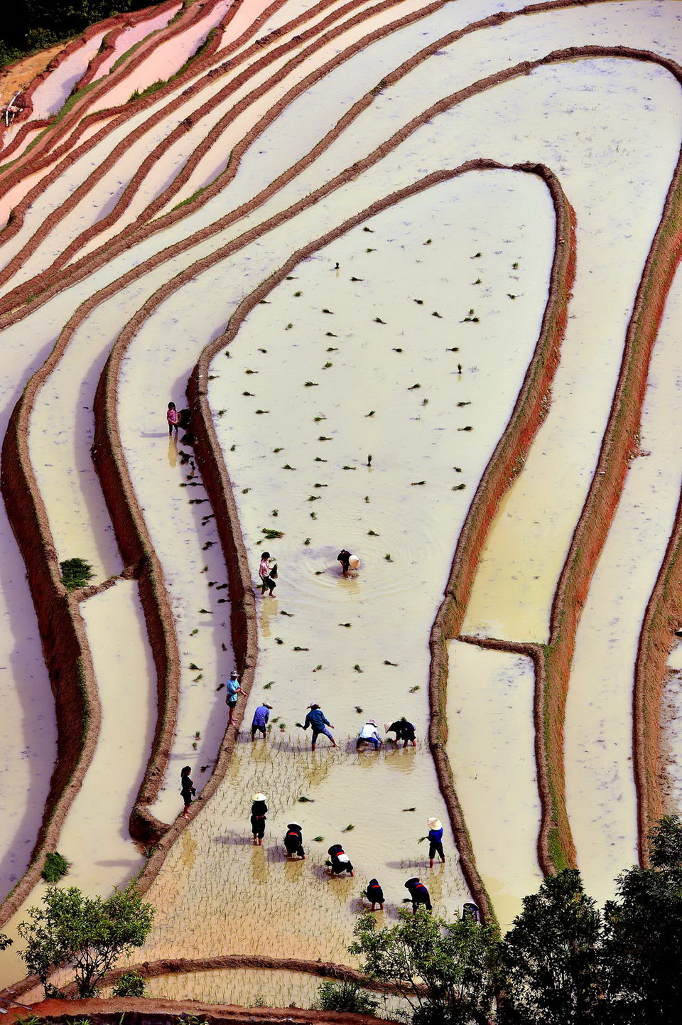 Nước có đến đâu người dân tranh thủ gieo cấy đến đó. (Ảnh: Thanh Hà/TTXVN)