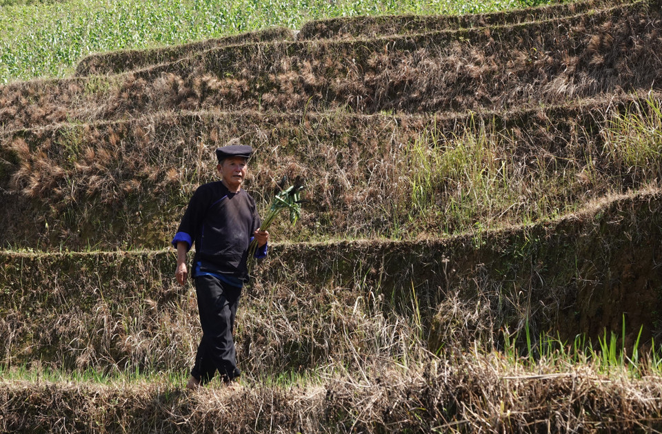 Gia chủ chọn cây lâu để cắm xuống bờ của các thửa ruộng để cầu mong các loại cây sẽ sống lâu dài trên ruộng đất, không bị sâu bệnh, mất mùa. (Ảnh: Tuấn Anh/TTXVN)