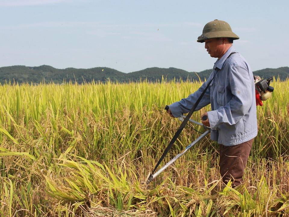 Những chiếc máy gặt thủ công đang dần trở thành công cụ gặt lúa phổ biến của nông dân xứ Nghệ. (Ảnh: Hùng Võ/Vietnam+)