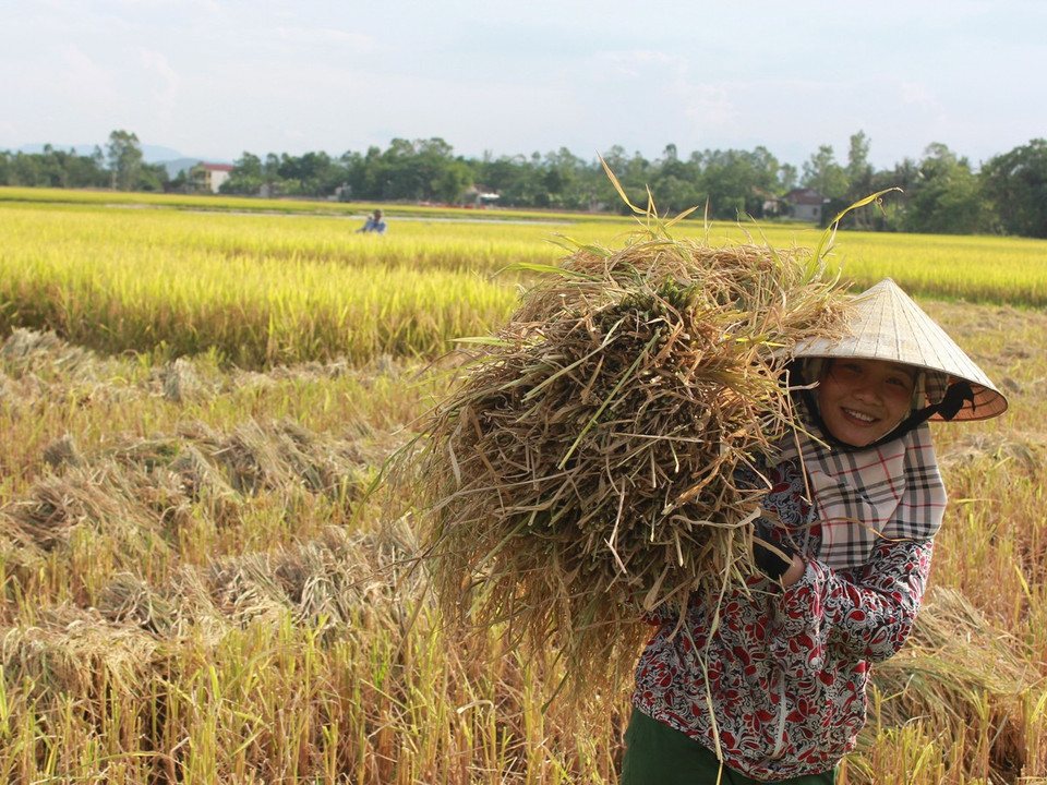 Trung bình mỗi sào lúa gặt bằng máy gặt thủ công có giá từ 100.000-120.000 đồng. (Ảnh: Hùng Võ/Vietnam+)