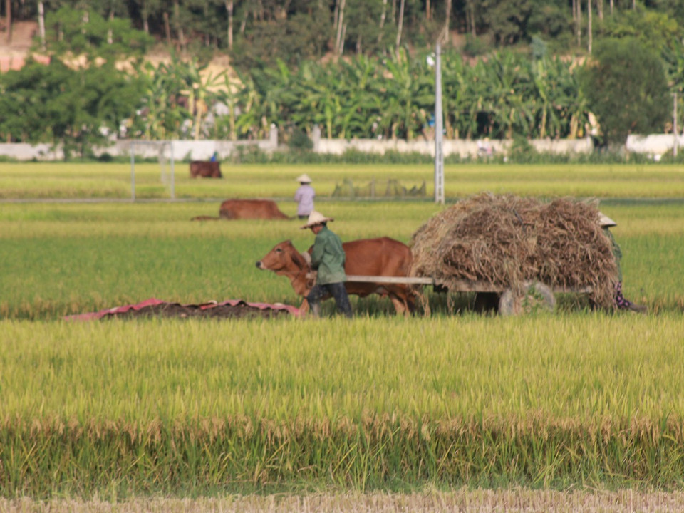 Người dân vận chuyển lúa từ đồng về nhà. (Ảnh: Hùng Võ/Vietnam+)