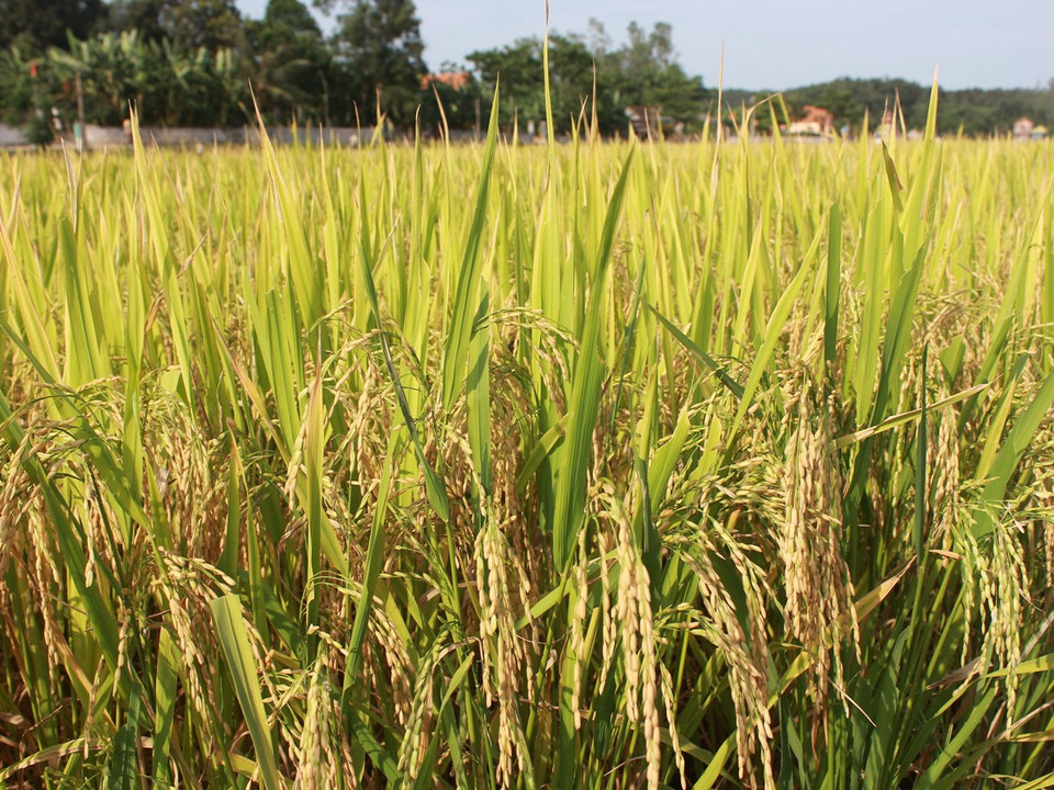 Mỗi sào lúa được gặt bằng máy gặt thủ công chỉ mất gần 2 tiếng đồng hồ/người. (Ảnh: Hùng Võ/Vietnam+)