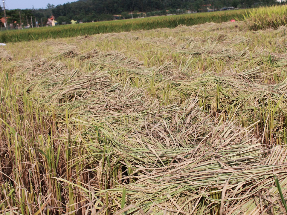 Lúa sau khi được gặt có thể phơi khô ngay tại ruộng. (Ảnh: Hùng Võ/Vietnam+)