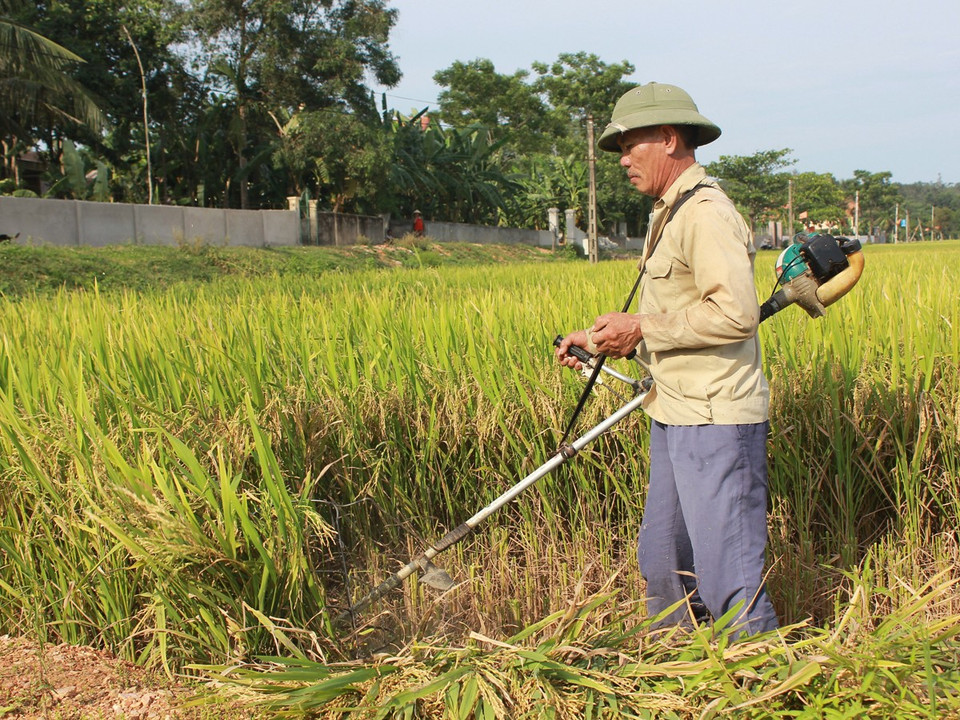 Tại xứ Nghệ, những chiếc máy gặt lúa thủ công chạy bằng dầu đang dần trở thành công cụ phổ biến của mỗi hộ gia đình. (Ảnh: Hùng Võ/Vietnam+)