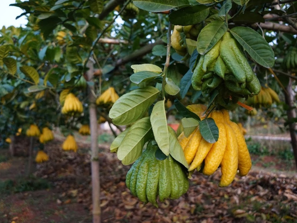 Phật thủ còn có tên gọi là ‘quả tay Phật’ mang lý nghĩa tâm linh, cầu mong sự may mắn đến với các gia chủ nhân dịp năm mới. (Ảnh: Hạnh Nguyễn/Vietnam+) 