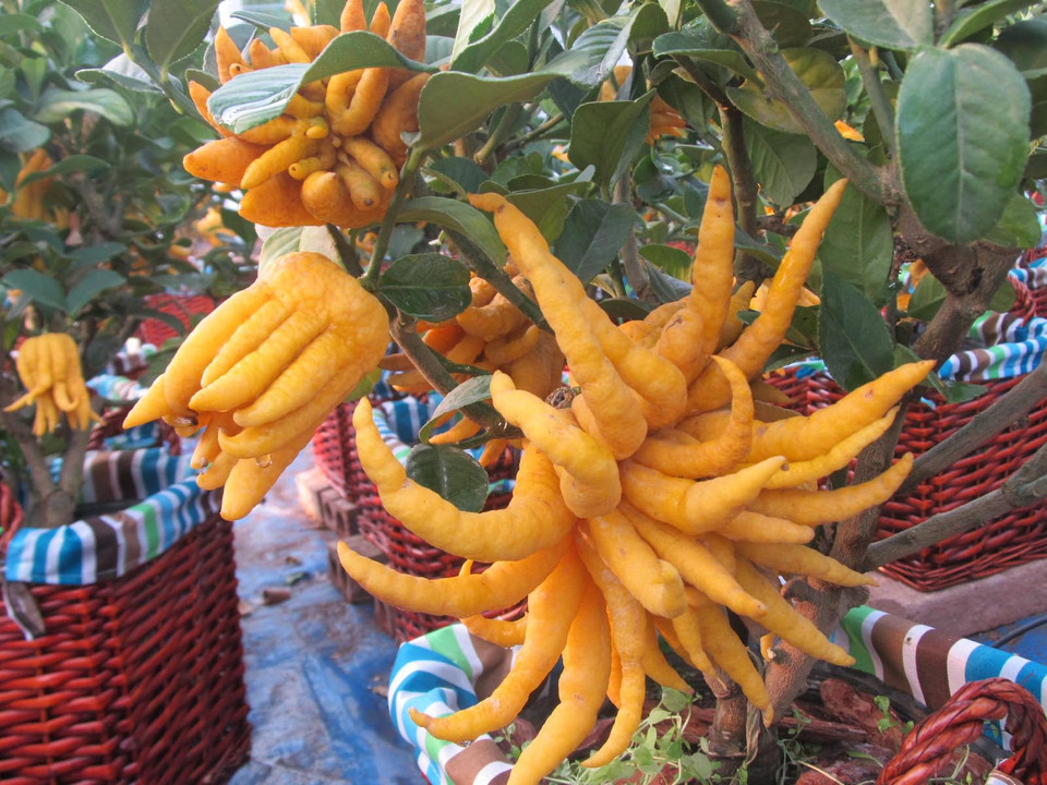 Quả phật thủ ‘nở hoa’ bên cây bonsai. (Ảnh: Hạnh Nguyễn/Vietnam+) 