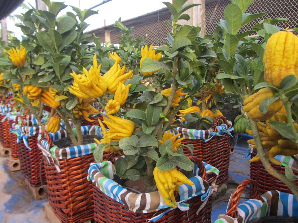 Năm nay, người dân Đắc Sở đã cho ra thị trường một sản phẩm mới ‘phật thủ bonsai.’ (Ảnh: Hạnh Nguyễn/Vietnam+) 