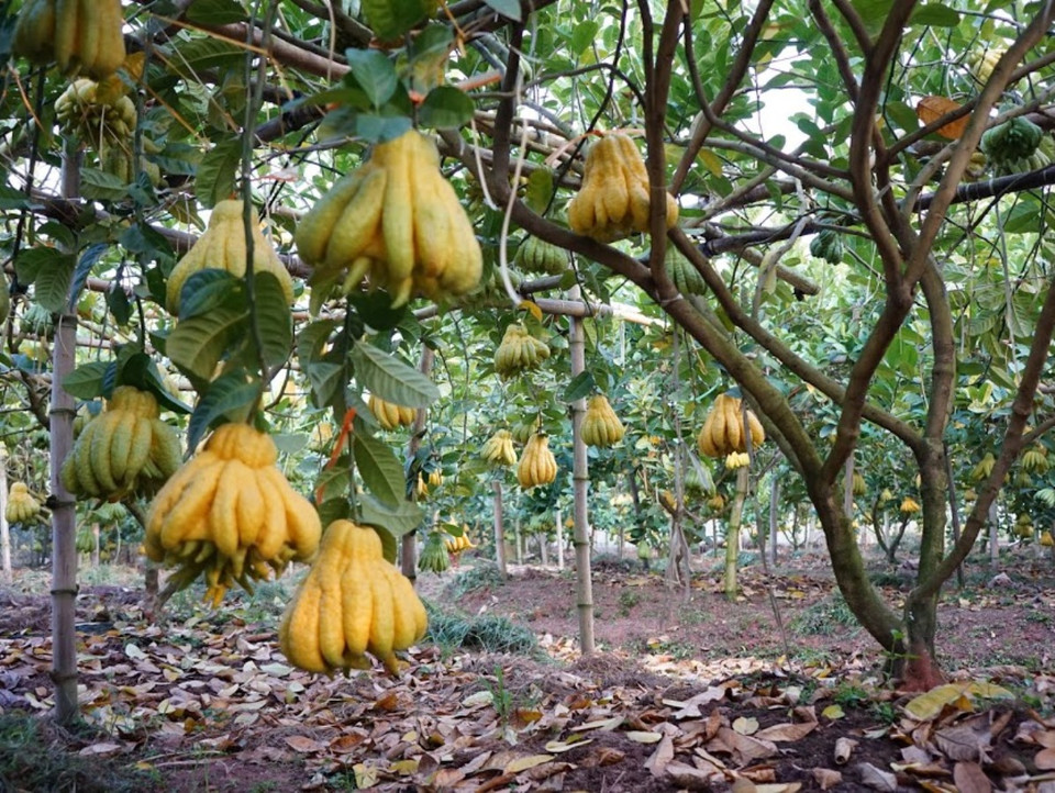 Phật thủ được trồng bằng công nghệ cao, quy trình xử lý hữu cơ vi sinh theo chuẩn GlobalGap cho trái lớn, trúng mùa. (Ảnh: Hạnh Nguyễn/Vietnam+) 