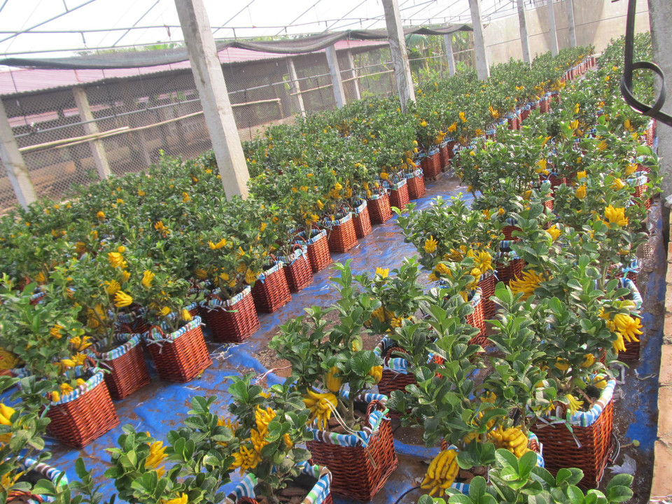 Phật thủ bonsai được trồng trong nhà kính với quy trình tưới nhỏ giọt. (Ảnh: Hạnh Nguyễn/Vietnam+) 