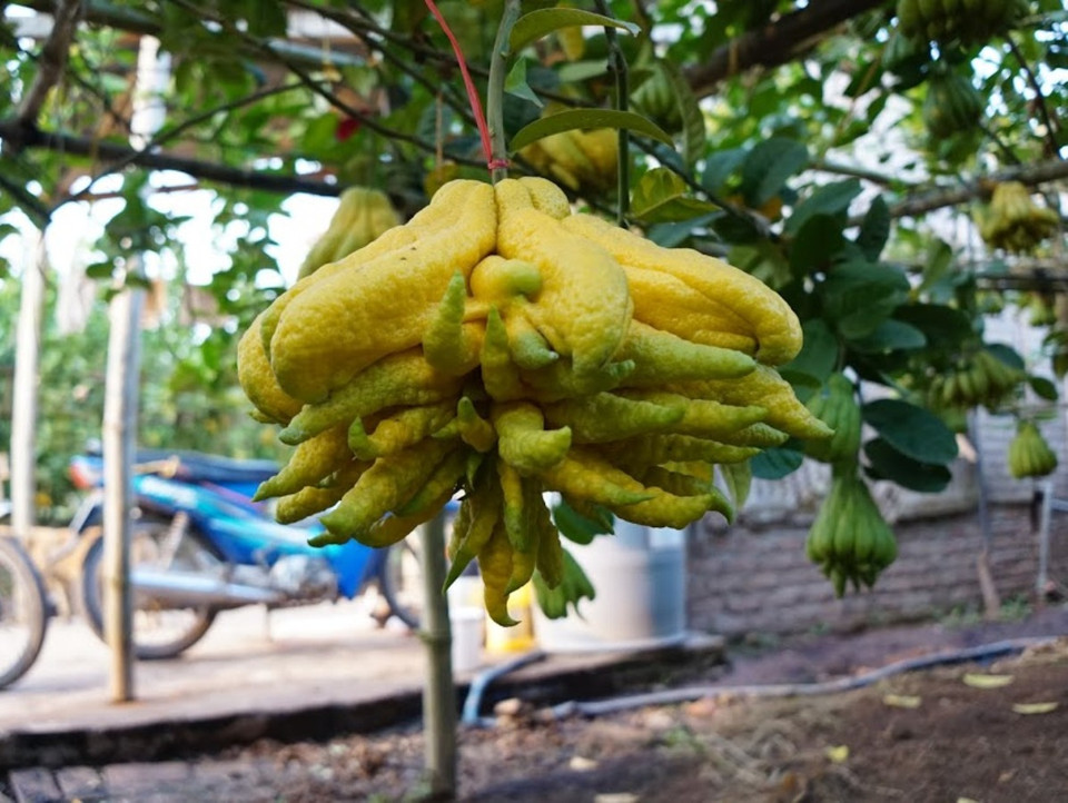 Quả phật thủ đẹp phải hội tụ đủ các yếu tố to quả, nhiều tầng, ngón tay dài vươn rộng hoặc chĩa ra đều các hướng. (Ảnh: Hạnh Nguyễn/Vietnam+) 