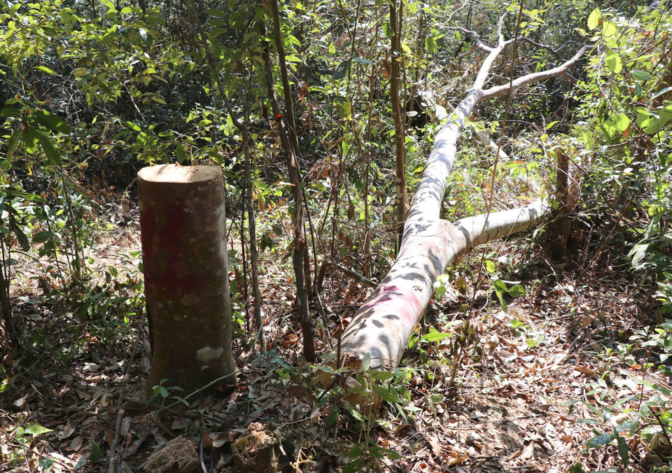 Gốc và thân cây bị “lâm tặc” cưa đổ chưa kịp sơ chế, vận chuyển khỏi hiện trường. Vị trí gốc, thân cây này nằm cách tỉnh lộ 3 nối xã Nà Nhạn với xã Mường Phăng khoảng hơn 200m. (Ảnh: Hải An-Xuân Tiến/TTXVN)