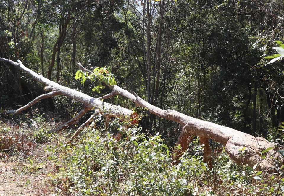 Một cây cổ thụ trong rừng đặc dụng bị đổ do bật gốc, "lâm tặc” đã dùng cưa lấy đi một đoạn thân cây. (Ảnh: Hải An-Xuân Tiến/TTXVN)