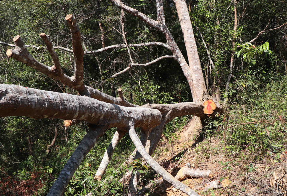 Thân cây, cành cây bị cắt lìa khỏi gốc cây to. (Ảnh: Hải An-Xuân Tiến/TTXVN)