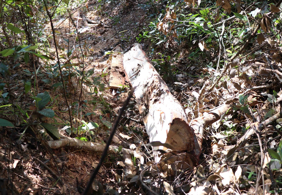 Một nửa khúc thân cây bị sơ chế ngay trong rừng đặc dụng, còn nằm lại tại hiện trường. (Ảnh: Hải An-Xuân Tiến/TTXVN)