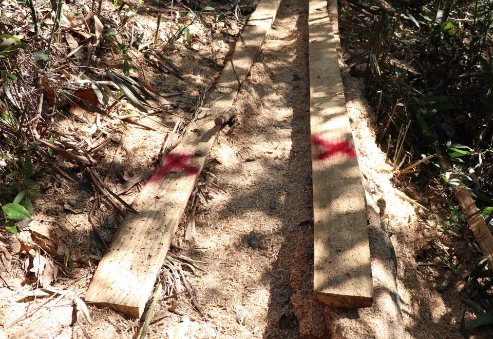 Trong rừng đặc dụng xuất hiện nhiều điểm có những tấm ván vỏ và một lớp mùn cưa dày. (Ảnh: Hải An-Xuân Tiến/TTXVN)