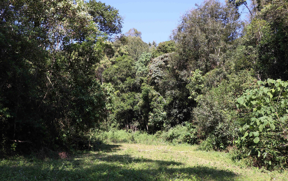 Rừng đặc dụng Mường Phăng có diện tích hơn 4.436 ha, vùng lõi rừng được đánh giá là có trữ lượng lớn, có nhiều cây gỗ thuộc loài quý, hiếm. (Ảnh: Hải An-Xuân Tiến/TTXVN)