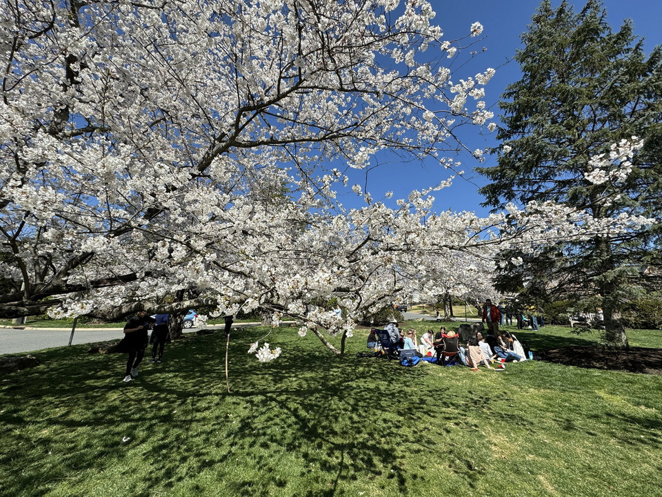 Làng hoa anh đào Kenwood tại thủ đô Washington D.C, một địa điểm ngắm hoa anh đào nổi tiếng không kém khu vực trung tâm. (Ảnh: Kiều Trang/TTXVN)