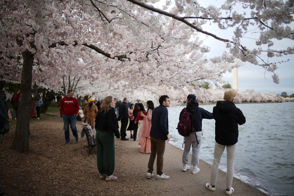 Rất đông du khách đến chụp ảnh hoa anh đào tại khu vực quanh bờ hồ Tidal Basin. (Ảnh: Kiều Trang/TTXVN)