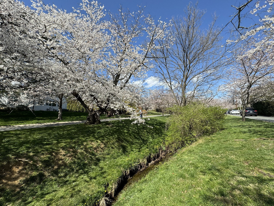 Con đường trong làng hoa anh đào Kenwood. (Ảnh: Kiều Trang/TTXVN)