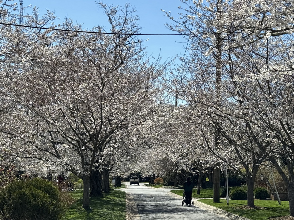 Con đường trong làng hoa anh đào Kenwood. (Ảnh: Kiều Trang/TTXVN)