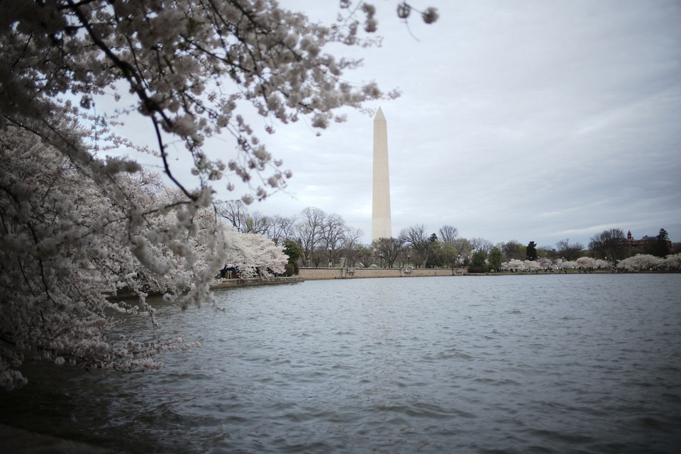 Những bông hoa nở rộ xòa xuống mặt hồ Tidal Basin tạo nên khung cảnh thơ mộng. (Ảnh: Kiều Trang/TTXVN)