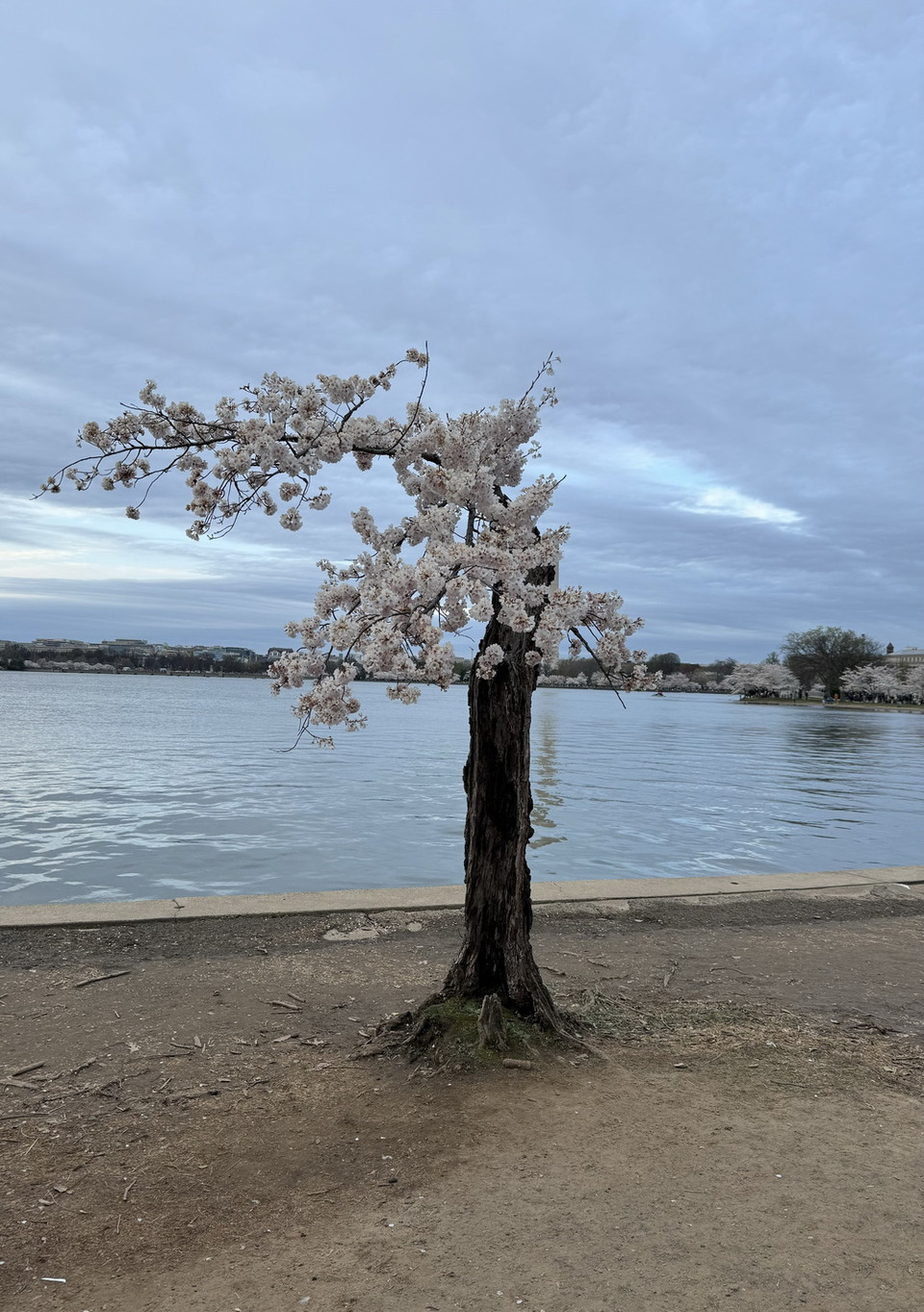 Cây hoa anh đào "cô đơn" rất được yêu thích tại khu vực hồ Tidal Basin, du khách phải xếp hàng chờ đến lượt chụp ảnh cũng cây hoa bé xinh này. (Ảnh: Kiều Trang/TTXVN)