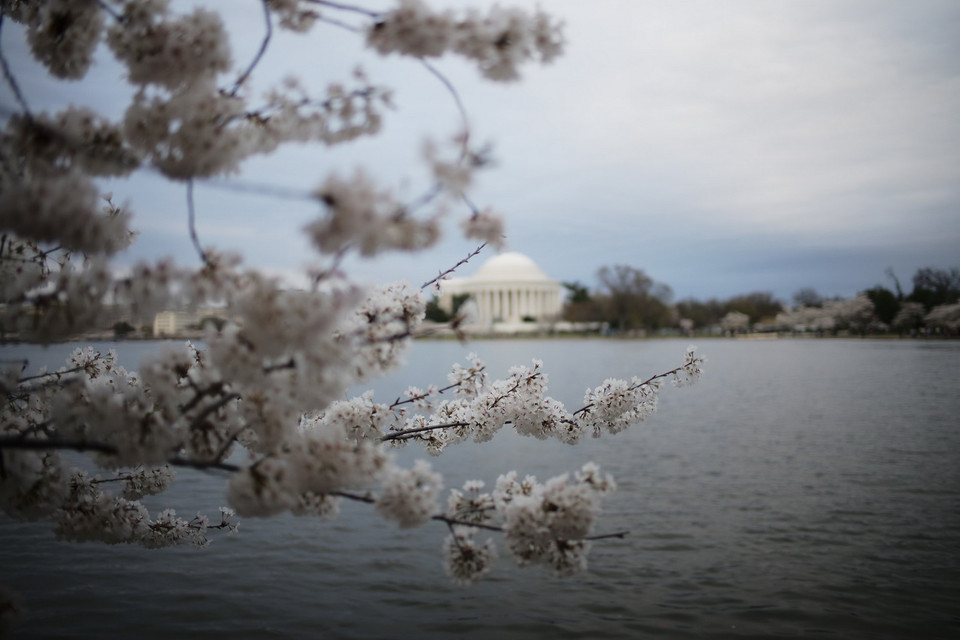 Những bông hoa nở rộ xòa xuống mặt hồ Tidal Basin tạo nên khung cảnh thơ mộng. (Ảnh: Kiều Trang/TTXVN)