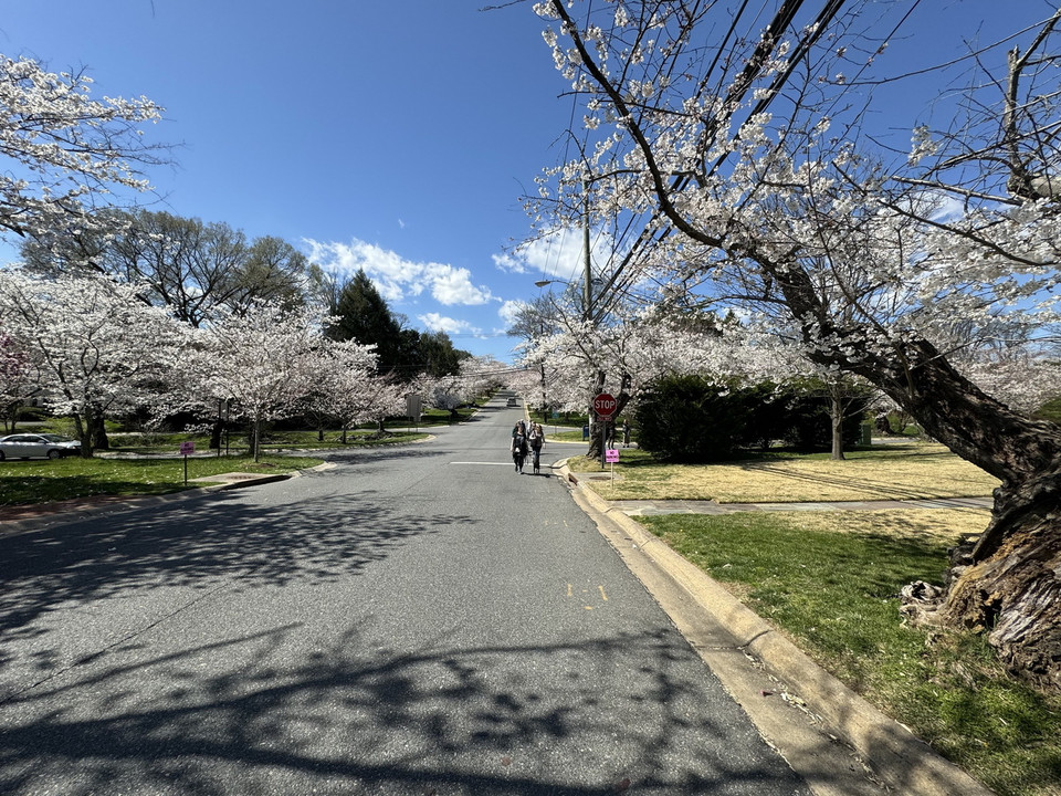 Con đường trong làng hoa anh đào Kenwood. (Ảnh: Kiều Trang/TTXVN)