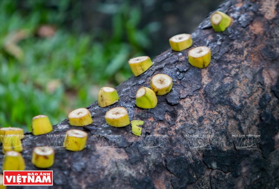 Bà Liễu đã "nuôi" đàn sóc ở công viên Tao Đàn hơn 20 năm nay