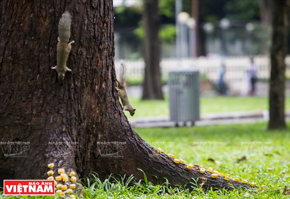 Một chú sóc đang lao tới "bữa tiệc"