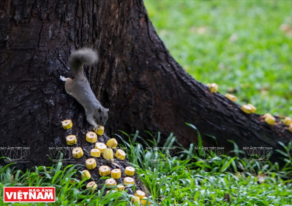 Chuối được xắt nhỏ để sóc dễ ăn