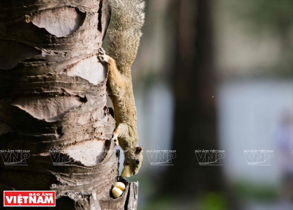 Rồi vận chuyển về nơi trữ lương thực của mình