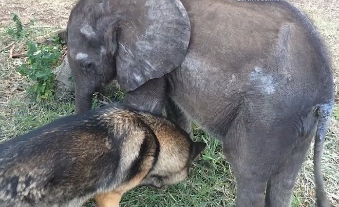 Ellie và Duma nhanh chóng kết thân với nhau. (Nguồn: Daily Mail)