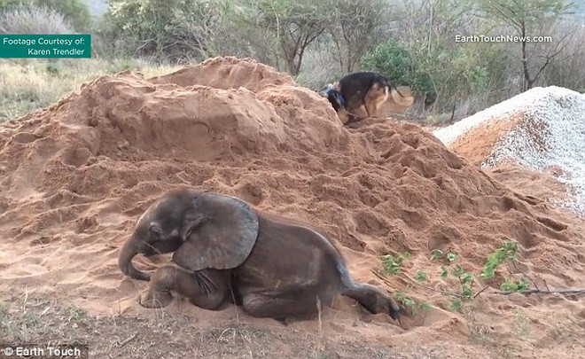 Ellie đã được cho làm bạn với chú chó Duma. (Nguồn: Daily Mail)