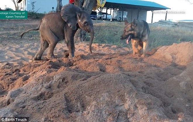 Chú voi Ellie bị gia đình bỏ rơi từ nhỏ và được các nhân viên ở trung tâm nuôi dưỡng động vật mồ côi Thula Thula, Nam Phi mang về nuôi. (Nguồn: Daily Mail)