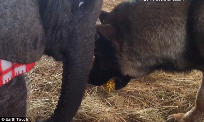 Điều bất ngờ đã xảy ra khi Ellie và Duma nhanh chóng kết thân với nhau. (Nguồn: Daily Mail)