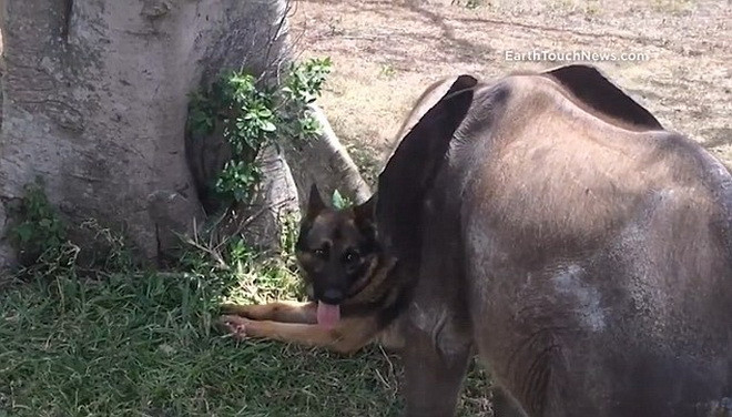 Cả hai thích chơi đùa cùng nhau. (Nguồn: Daily Mail)