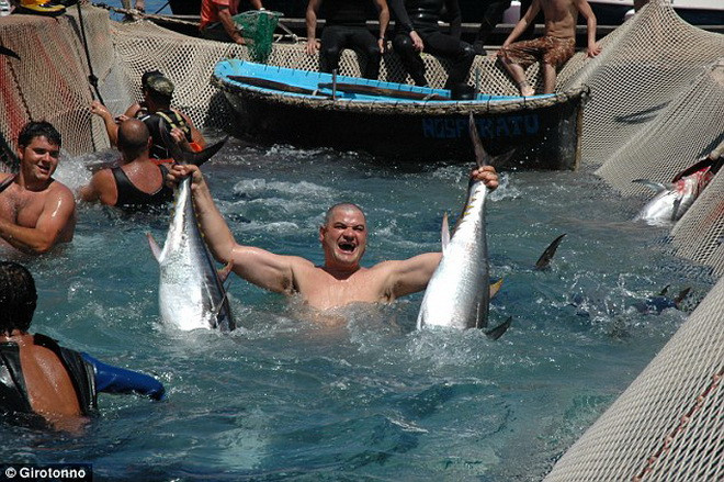 Những ngư dân quây các chú cá ngừ vào lưới, rồi dùng dao để săn những chú cá ngừ. (Nguồn: Daily Mail)