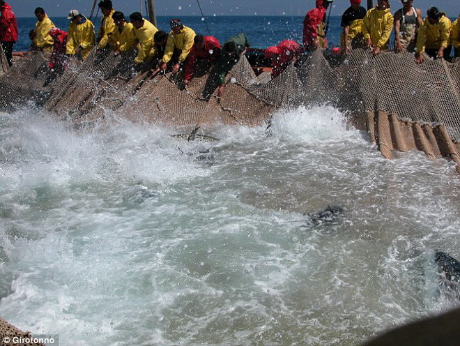 Những màn giết cá ngừ đáng sợ ở nghi lễ này thường xuyên vấp phải những ý kiến chỉ trích từ phía các nhà bảo vệ quyền động vật. (Nguồn: Daily Mail)