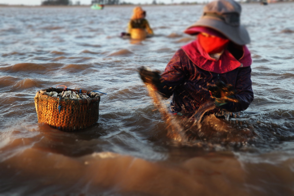 Thu hoạch nghêu là một nghề khó nhọc đối với phụ nữ. (Ảnh: Hạnh Nguyễn/Vietnam+)